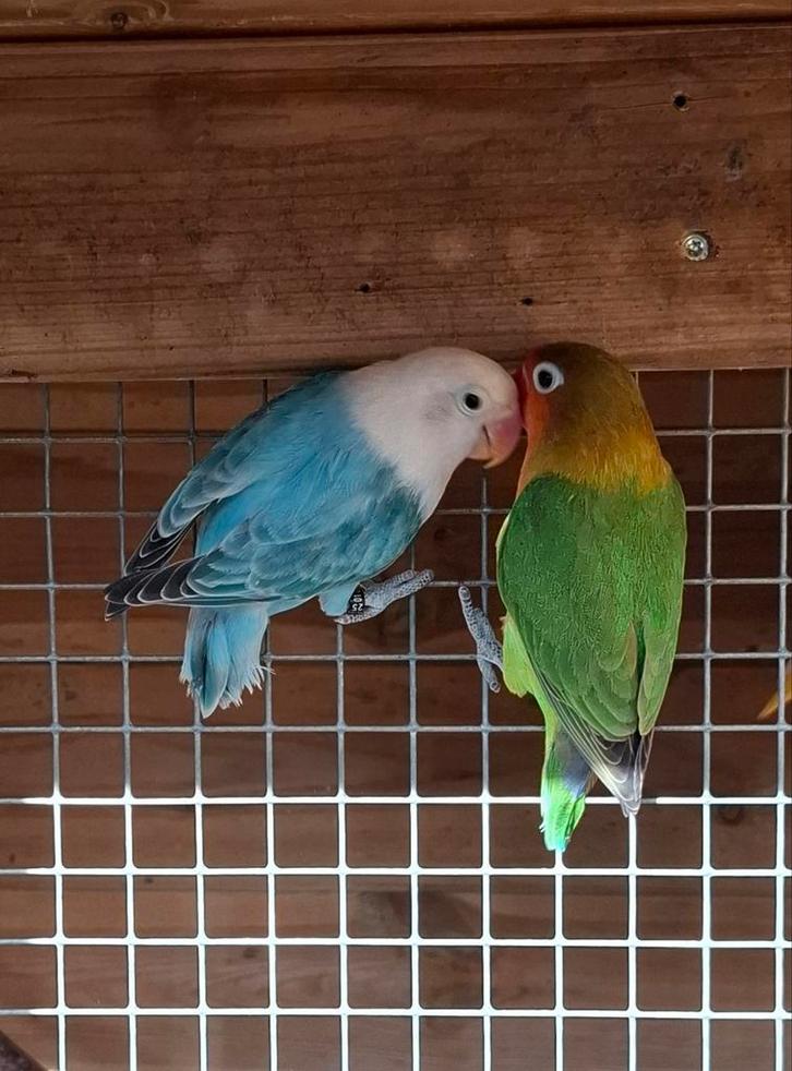Jong agapornis koppel, Dieren en Toebehoren, Vogels | Parkieten en Papegaaien, Dwergpapegaai of Agapornis, Meerdere dieren, Tam