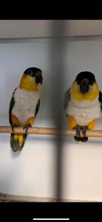 Diverse assortiment parkieten en papegaaien, Animaux & Accessoires, Perruche, Bagué