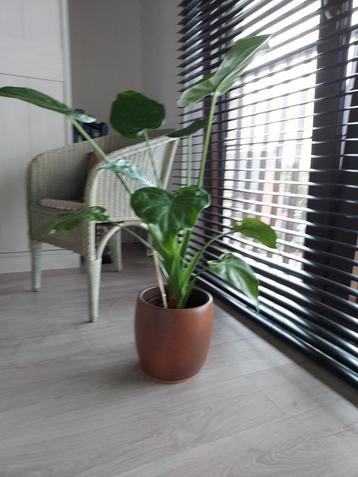 Grote kamerplant zonder buitenpot  beschikbaar voor biedingen