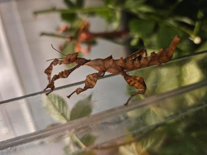 PSG 9 Extatosoma tiaratum, Animaux & Accessoires, Insectes & Araignées