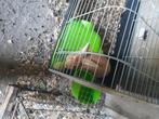 Konijnen, Dieren en Toebehoren, Konijnen, Meerdere dieren, Dwerg