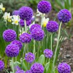 Paarse bolprimula vaste plant, Tuin en Terras, Planten | Tuinplanten, Ophalen
