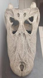 RECHERCHÉ : grand crâne de caïman, Antiquités & Art, Curiosités & Brocante, Enlèvement