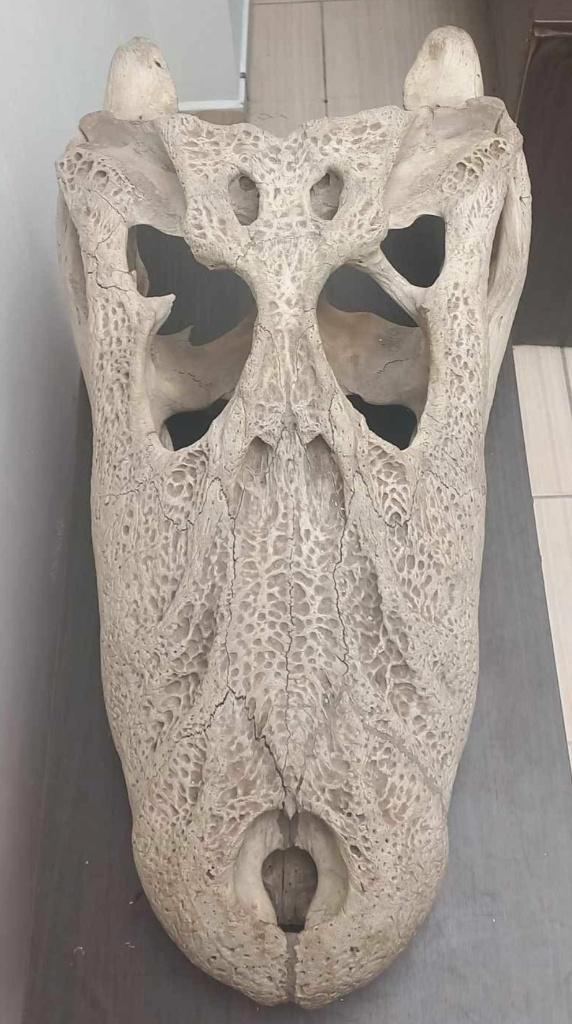 RECHERCHÉ : grand crâne de caïman, Antiquités & Art, Curiosités & Brocante, Enlèvement