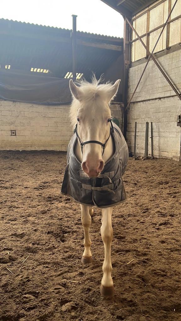 Staldeken 200g 185, Dieren en Toebehoren, Paarden en Pony's | Dekens en Dekjes, Zo goed als nieuw, Deken, Ophalen of Verzenden