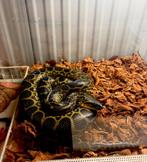 Dwergconda met terrarium, Dieren en Toebehoren, Reptielen en Amfibieën, Met terrarium