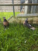 Takla miro met kuif, Dieren en Toebehoren, Vogels | Duiven