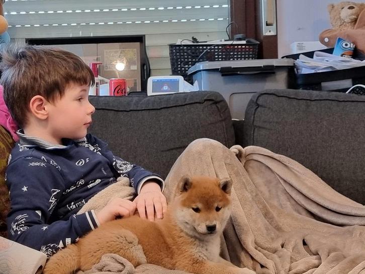 shiba inu teefje geteste ouders en stamboom, Dieren en Toebehoren, Honden | Poolhonden, Keeshonden en Oertypen, Teef, Overige rassen