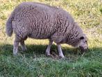 Ram lam, Mannelijk, Schaap, 0 tot 2 jaar