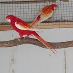 Rubino rosella, Dieren en Toebehoren