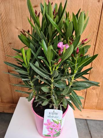 Cadeautip moederdag- Nerium Oleander 