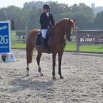 D-Pony, Dieren en Toebehoren, Pony's, Merrie, Springpony, Ontwormd, 11 jaar of ouder