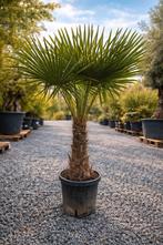 Winterharde palmbomen Trachycarpus Fortunei In verschillende, Enlèvement