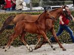 Merrieveulen D-pony, Dieren en Toebehoren, Merrie, Gechipt, Springpony, 0 tot 2 jaar