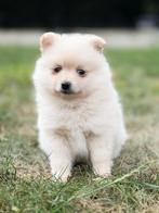Belgische keeshondjes ,hier geboren te koop, Dieren en Toebehoren, België, Keeshond, Reu, CDV (hondenziekte)