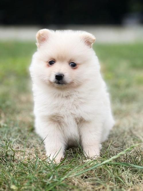 Belgische keeshondjes ,hier geboren te koop, Dieren en Toebehoren, Honden | Poolhonden, Keeshonden en Oertypen, Reu, Keeshond