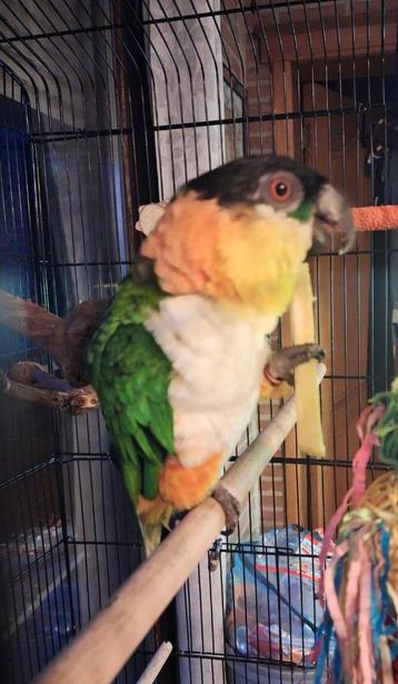 Broedrijpe  zwartkop caique man beschikbaar voor biedingen