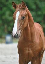 Beloftevolle hengstenveulens, Dieren en Toebehoren, Paarden, Springpaard, Gechipt, 0 tot 2 jaar, Hengst