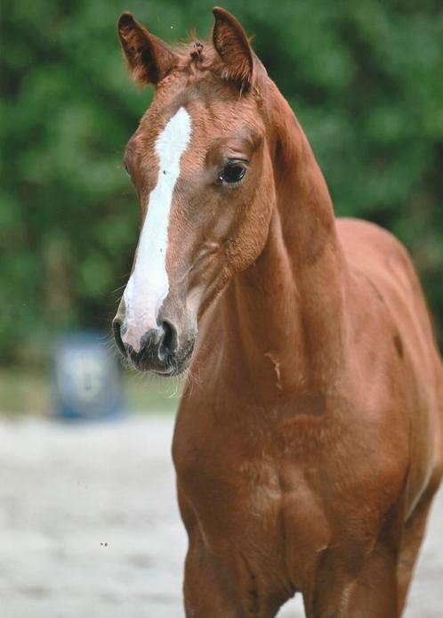 Beloftevolle hengstenveulens, Dieren en Toebehoren, Paarden, Hengst, Onbeleerd, 0 tot 2 jaar, Springpaard, Met stamboom, Gechipt