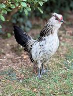 Coq barbu, Dieren en Toebehoren, Pluimvee