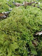 Bolmos, bolletjesmos, grote partij, doe een aanvraag, Tuin en Terras, Planten | Bomen, Ophalen