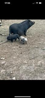 Gottinger varkens, Dieren en Toebehoren