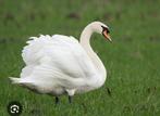 Eenden, ganzen en zwanen: diverse soorten, Dieren en Toebehoren, Pluimvee, Meerdere dieren, Gans of Zwaan