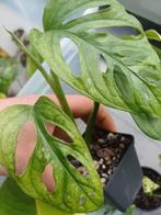 Monstera Adansonii Mint, Ophalen of Verzenden