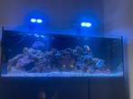 Red sea 525 te koop leeg, Dieren en Toebehoren, Vissen | Aquaria en Toebehoren, Ophalen