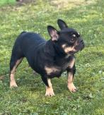 Black and tan teefje franse bulldog, Dieren en Toebehoren, België, Fokker | Hobbymatig, Bulldog, Meerdere