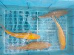 Chagoi en karashi, Dieren en Toebehoren