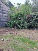 Bamboe gratis, Tuin en Terras, Planten | Tuinplanten, Ophalen, Bloeit niet, Vaste plant, Overige soorten