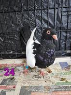 Ekster duiven, Dieren en Toebehoren