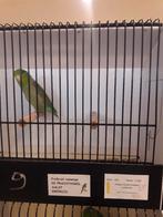 Forum à dos gris, Mâle, Perroquet, Bagué