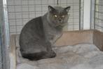 brits korthaar kater, Dieren en Toebehoren, Katten en Kittens | Raskatten | Korthaar, Meerdere dieren, Gechipt, 3 tot 5 jaar