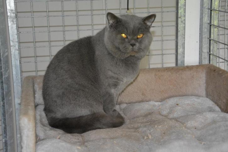 brits korthaar kater, Dieren en Toebehoren, Katten en Kittens | Raskatten | Korthaar, Meerdere dieren, 3 tot 5 jaar, Met stamboom