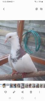 Iraanse duiven 20€, Dieren en Toebehoren