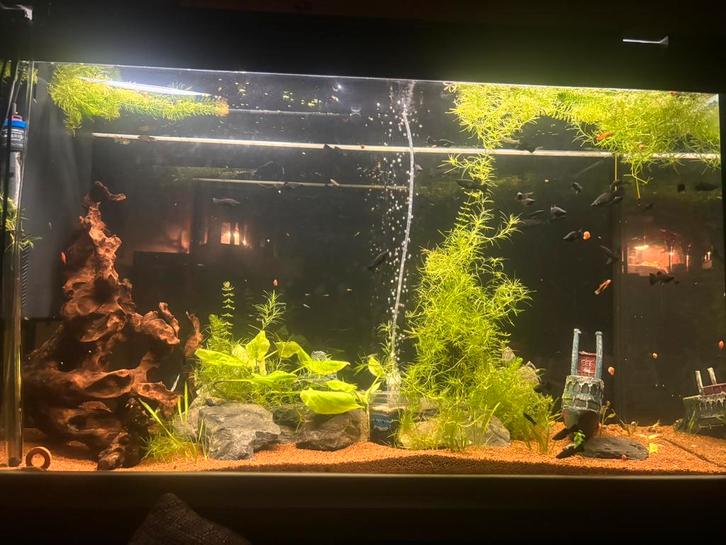 Volledig visbestand, Animaux & Accessoires, Poissons | Poissons d'aquarium, Poisson d'eau douce, Poisson