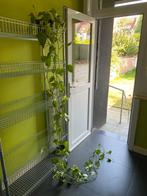 Plante Epipremnum aureum, Huis en Inrichting, Kamerplanten, Ophalen