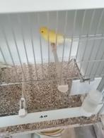 Canaries Yellow pour homme âgé de plus d'un an