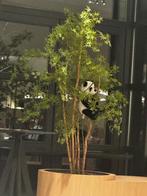 Reuzepanda knuffel, Februari, Vrouwelijk