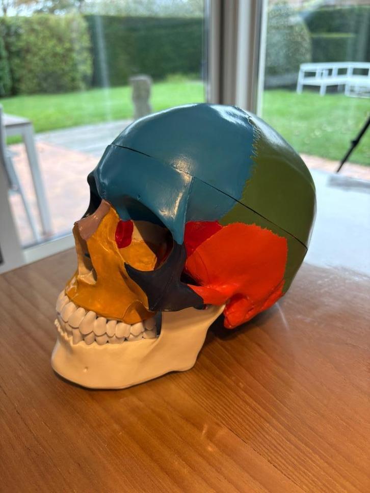 Menselijke schedel op ware grootte, Antiek en Kunst, Curiosa en Brocante, Ophalen