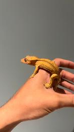 Gecko a crete wimpergecko crestedgecko, Dieren en Toebehoren