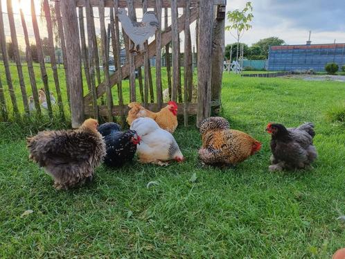 Cochinkriel broedeitjes, Animaux & Accessoires, Volatiles, Poule ou poulet, Plusieurs animaux