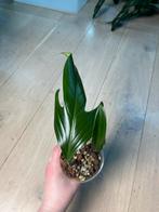 Philodendron Panduriforme, Ophalen of Verzenden
