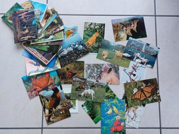 lot van een 70-tal postkaarten met allerhande dieren