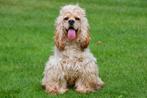 Amerikaanse Cocker Spaniël Dekreu, Dieren en Toebehoren, België, Reu, CDV (hondenziekte), Eén hond