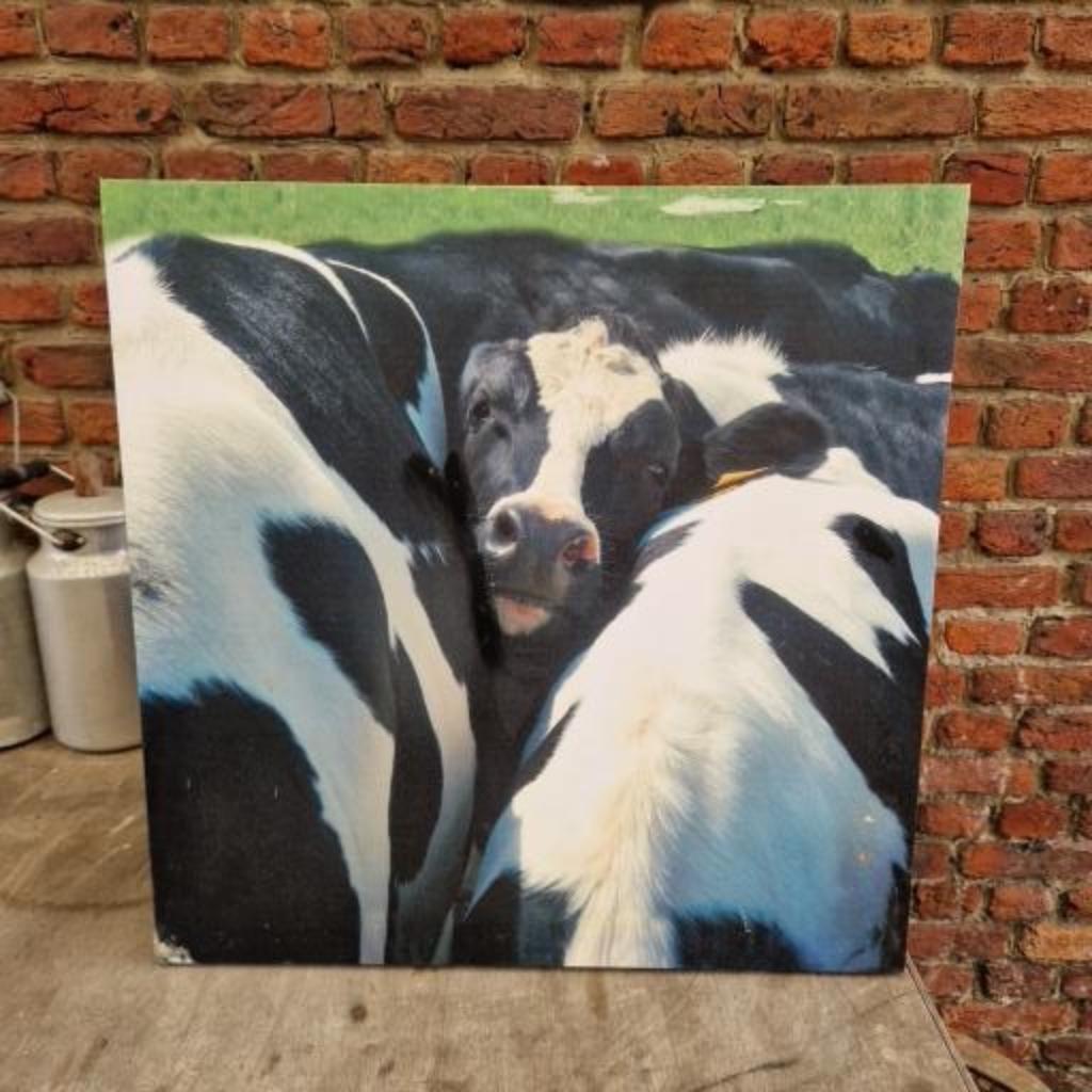 kader koeien  2 stuks, Enlèvement ou Envoi