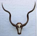 Grote schedel KUDU ANTILOPE op houten schild (gewei - # J), Ophalen of Verzenden, Gebruikt, Wild dier, Gewei of Kop