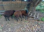 3 Swifter schapen te koop, Dieren en Toebehoren